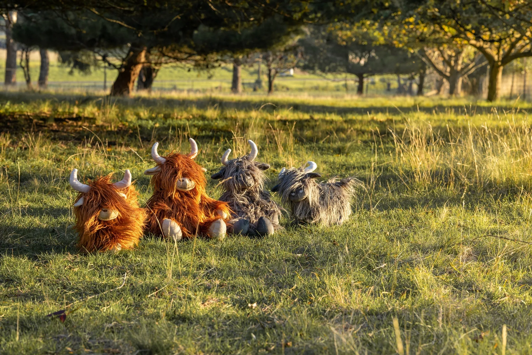 A Herd of Highland Cows